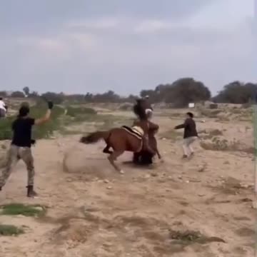 angry horses fight
