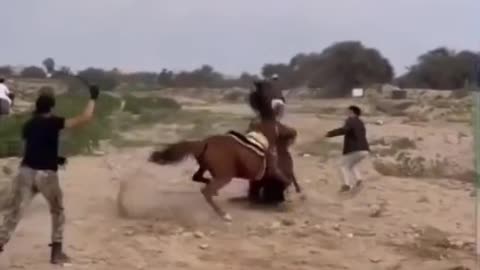 angry horses fight