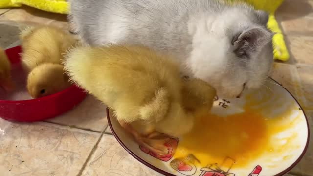 Three Ducklings eat the cat's eggs Ⅱ Happy video of the cat and the duckling