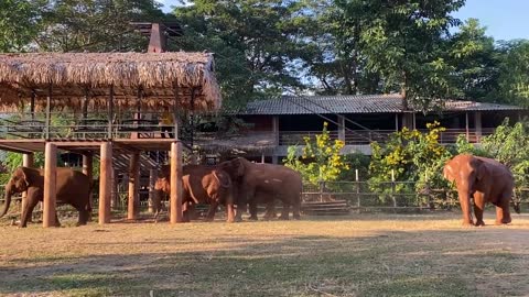 These Elephants Express Their Affection Toward Favourite Person - ElephantNews