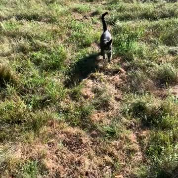 Cat joins dogs for walks.
