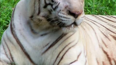 White Tiger EXISTS?