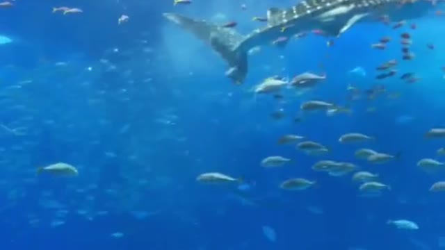 The whale shark eating