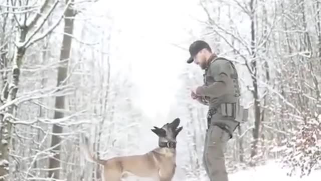 Army Dog - Fully Trained - Short video