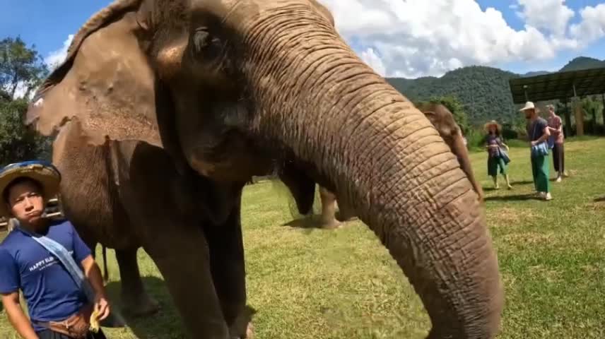 Feeding the elephant Happy is playing with her friends