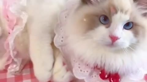 Cute cat