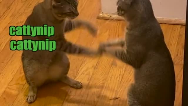 patty cake cats fighting lol