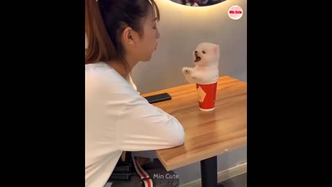 😍 Funny and Cute Pomeranian