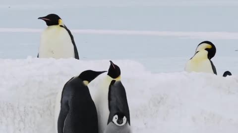 Selfish adults. Penguins eat snow for their hydration fix.