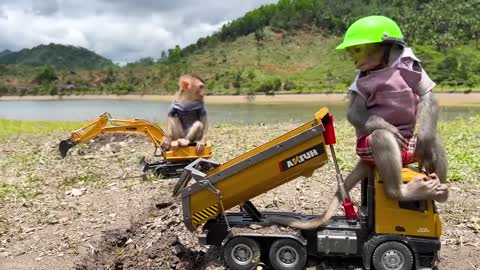 Baby Monkey is driving the backhoe today