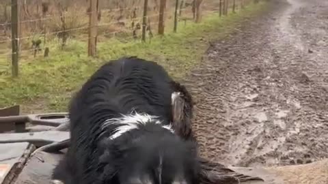 My Dog 🐕 is fastest 😁