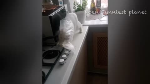 Funny Dogs And Cats Videos 2024