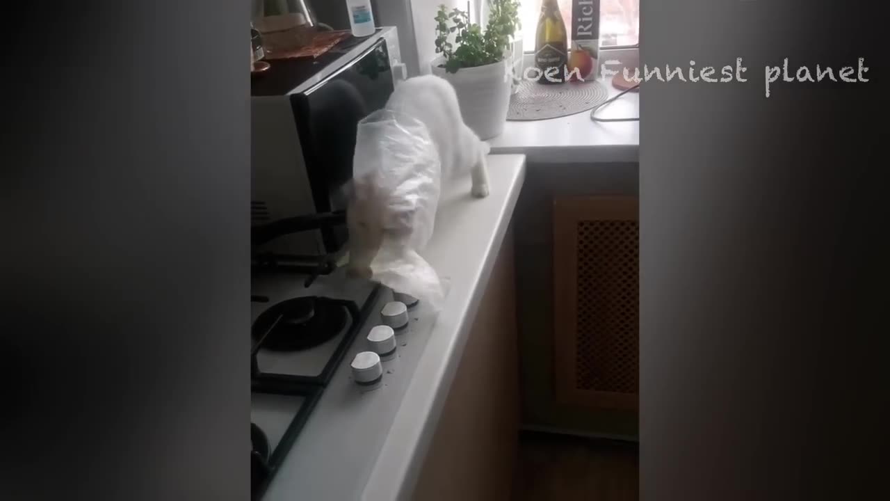 Funny Dogs And Cats Videos 2024