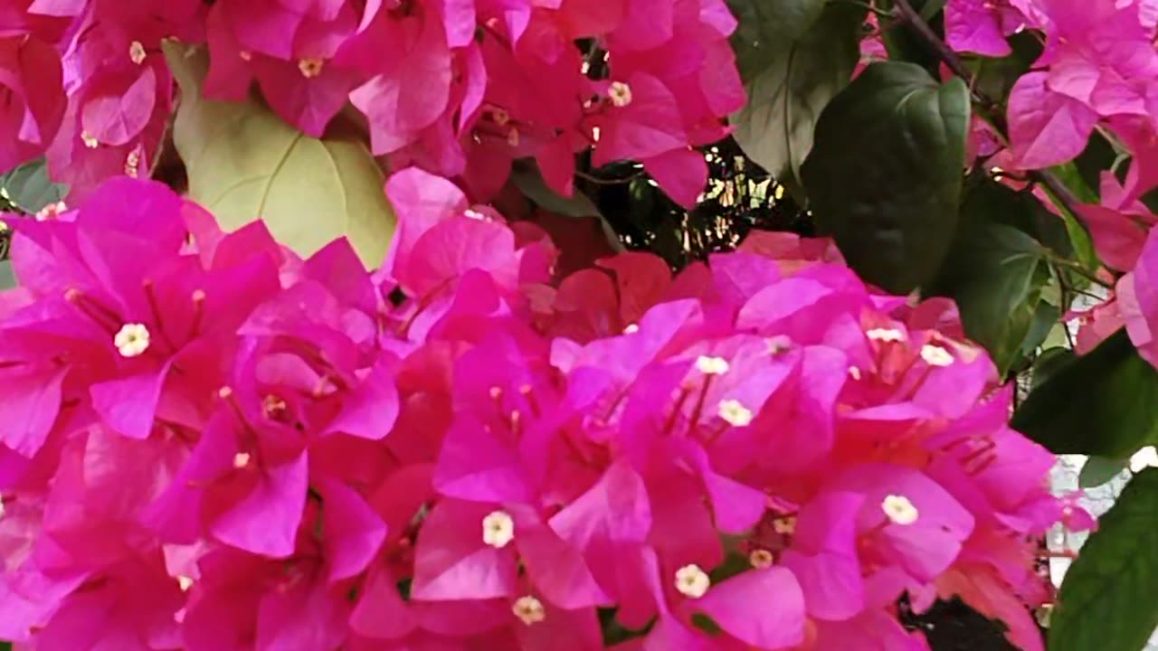 Bougainvillea flower