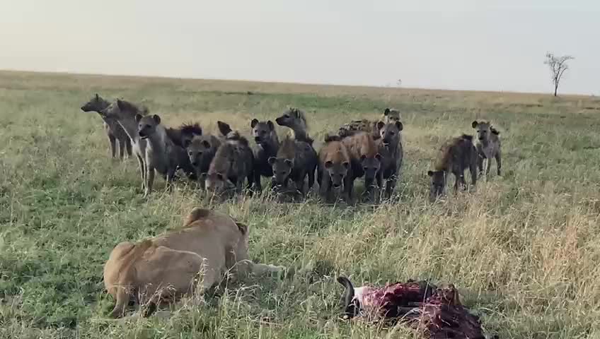 Single mother Lioness Vs 20 Hyena Epic Safari Experience