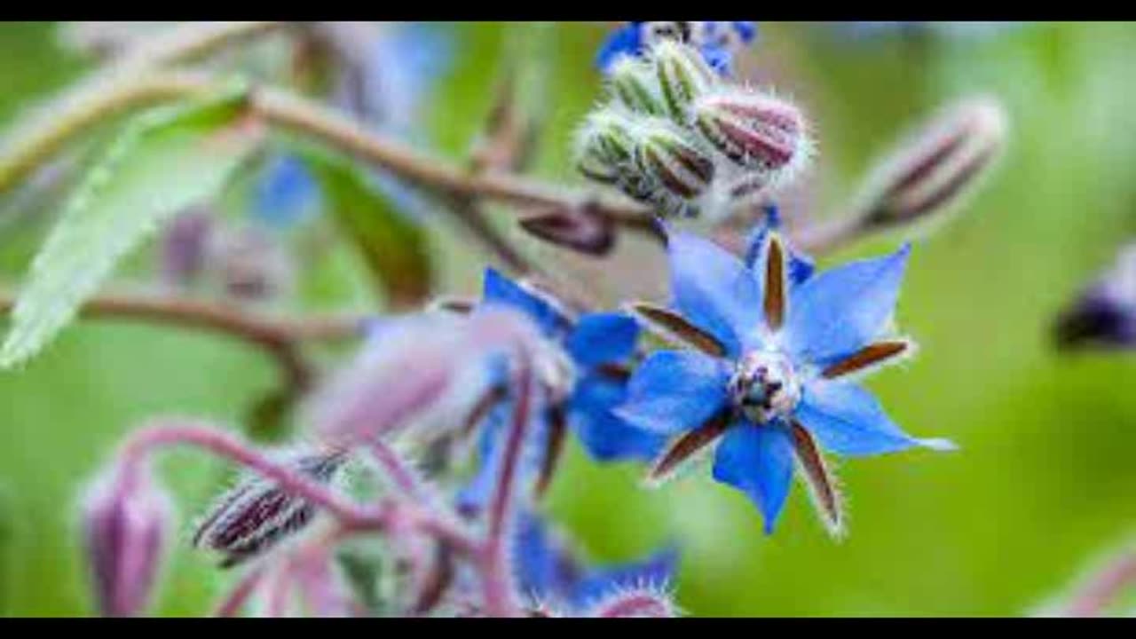 Borage ( Borage offcinalis)