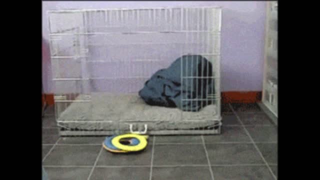 Gif video of dog going to sleep