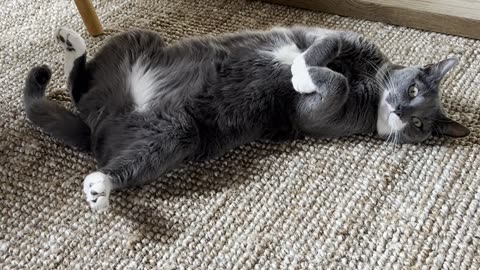 Close video of cat relaxing - beautiful content