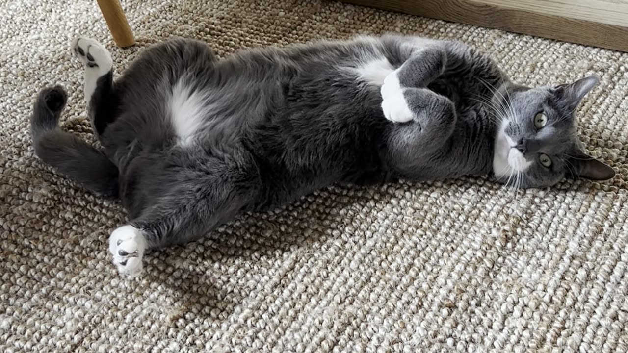 Close video of cat relaxing - beautiful content