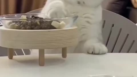 Funny animal