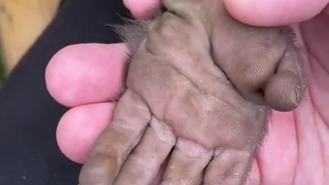 🥰 cutest hand ever
