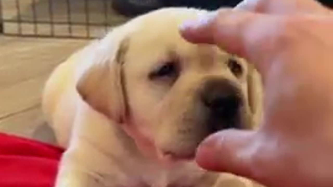Cute puppy
