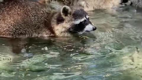 Look at a raccoon and you'll know how to touch a fish