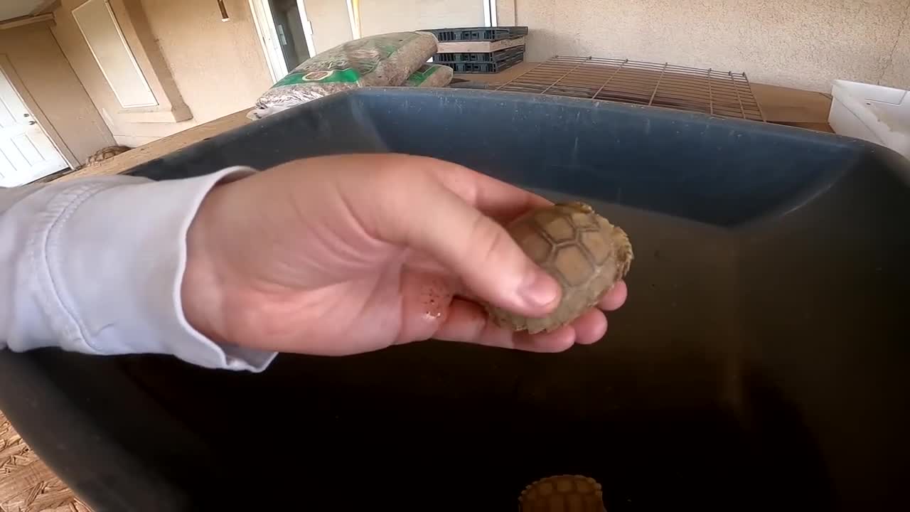 Baby Tortoises Hatching Out of the Ground-8