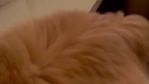 #cute #love #viral #funny #cat looking 😊 funny to attractive cat's nice step formation