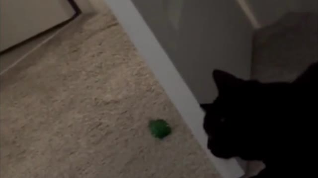 Adopting a Cat from a Shelter Vlog - Cute Precious Piper Stalking Her Ball #shorts