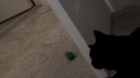 Adopting a Cat from a Shelter Vlog - Cute Precious Piper Stalking Her Ball #shorts