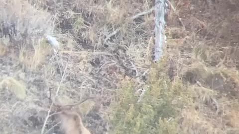 Bull Elk drops and rolls down hill // Killshot hunting