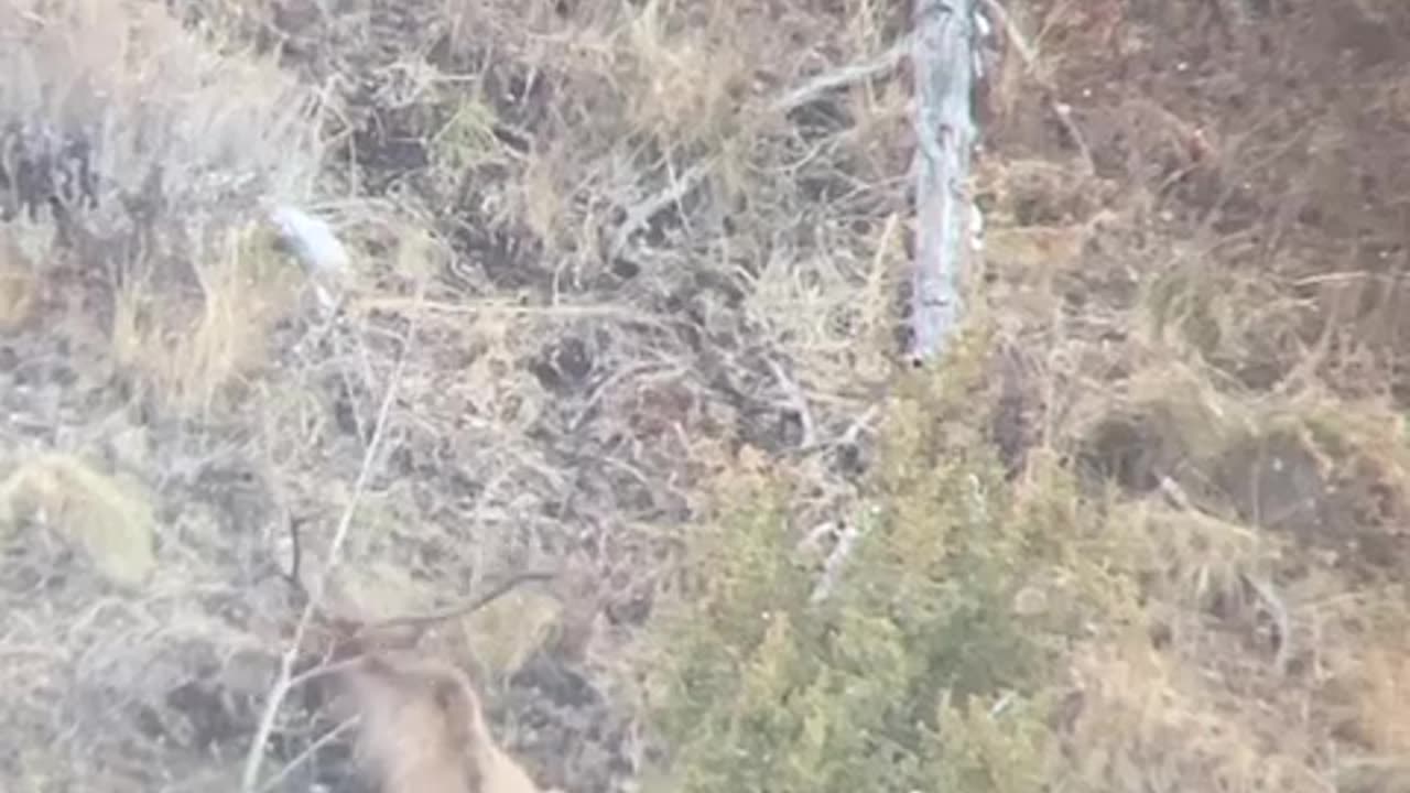 Bull Elk drops and rolls down hill // Killshot hunting