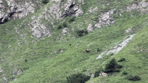 BEAR WATCHING TOURS TATRA MOUNTAIN SLOVAKIA WITH ADVENTOURA EU