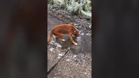 Dog Slips and Rolls on Ground After Slipping Over Icy Path