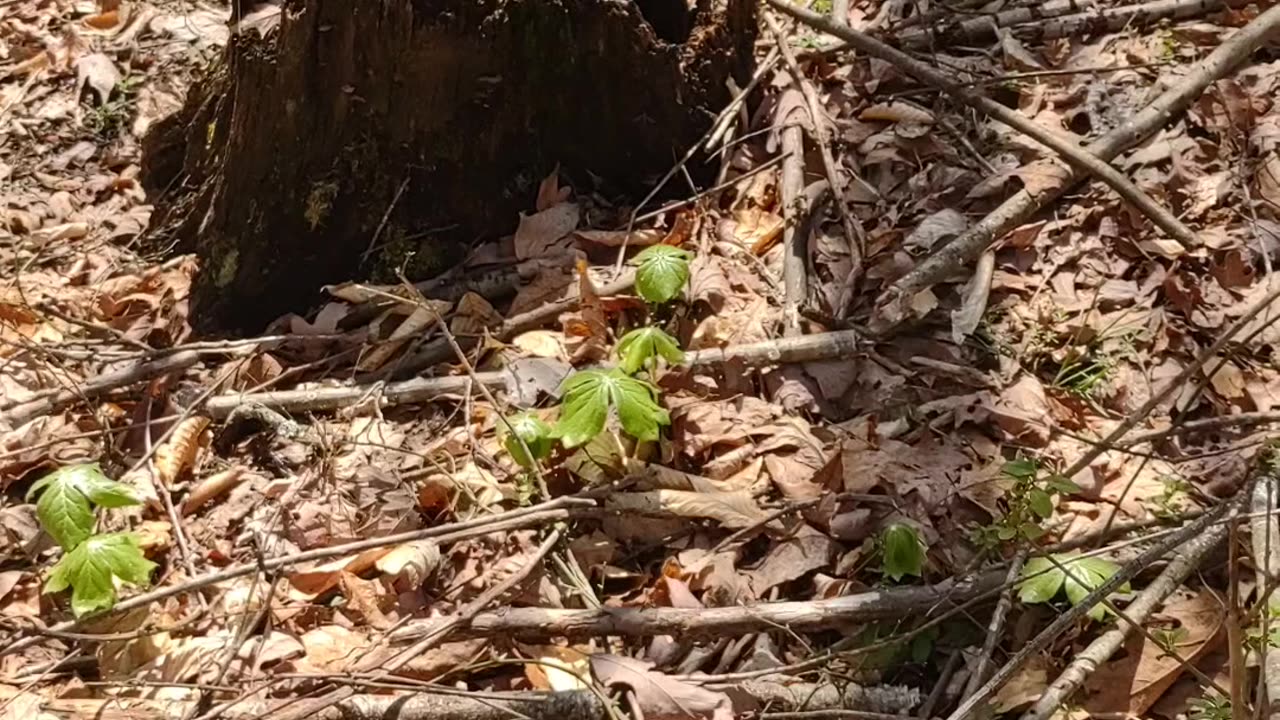 IT'S THAT TIME, EVERYTHING STARTING TO POP UP FORAGING TIME☺️