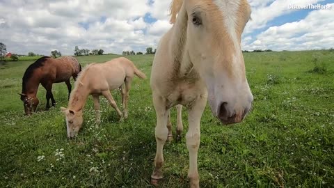 BABY HORSES _ Relaxing Music, Stress Relief, Calm