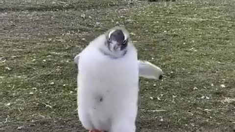 My Cute penguin