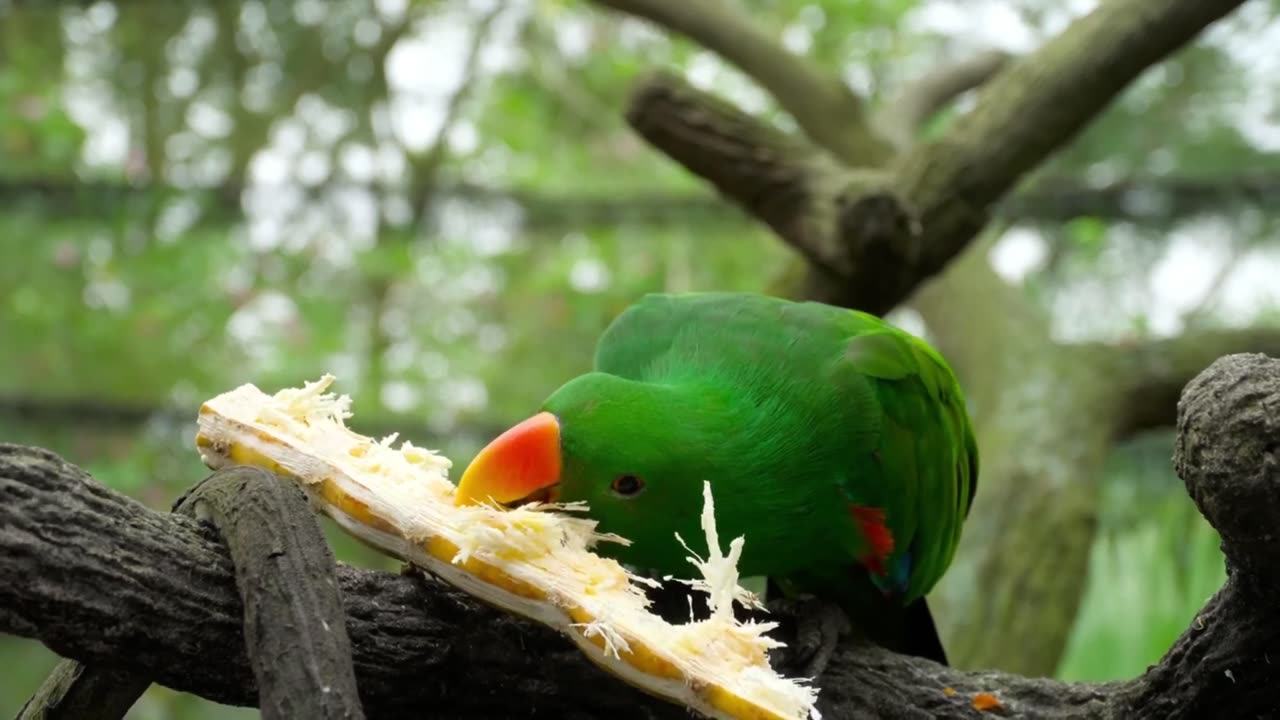 Amazon 4k - The World’s Largest Tropical Rainforest | Jungle Sounds | Scenic Relaxation short