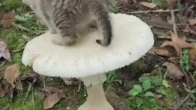 The original a mushroom can hold the little cat