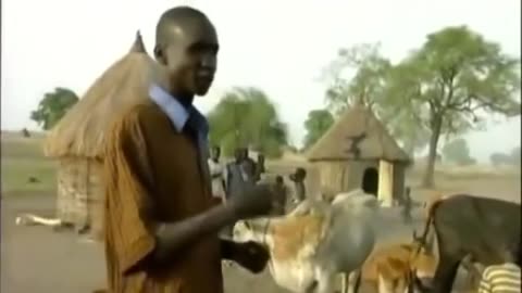 african man stimulating cow bladder for shower