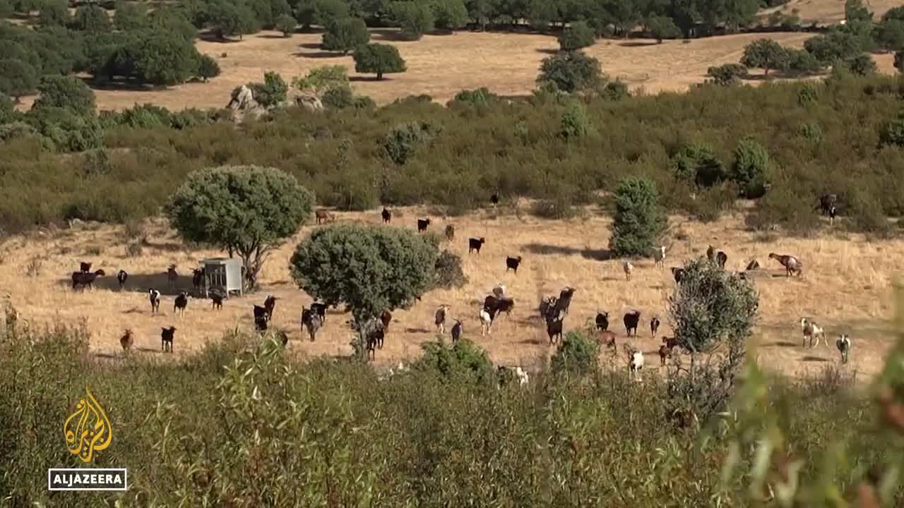 Spain heatwave: Local communities adapt to weather conditions