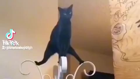 Cats are Ninjas