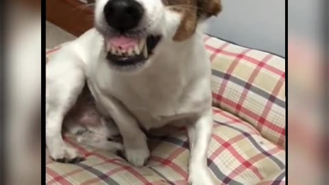 Try to Not Laugh 😅 | Funny Animal Video Compilation | Part - 4