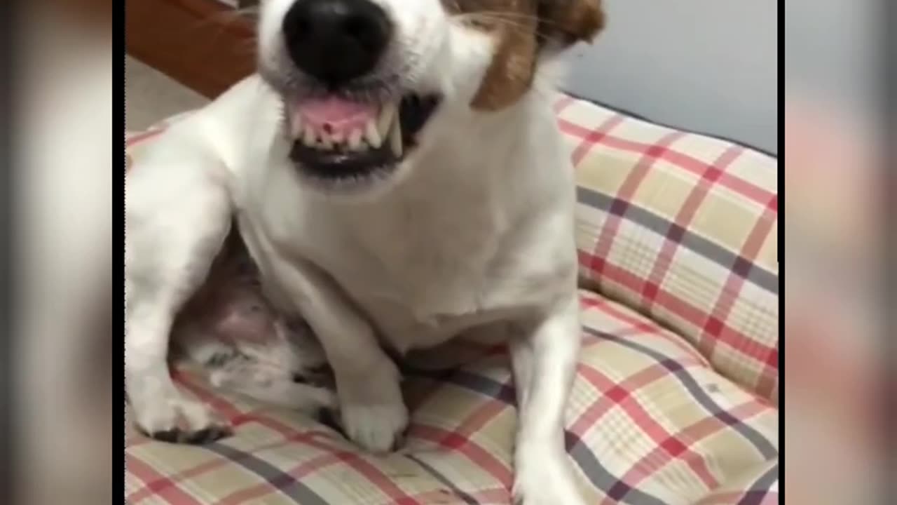 Try to Not Laugh 😅 | Funny Animal Video Compilation | Part - 4