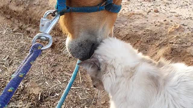 Horse Nuzzles Feline Friend