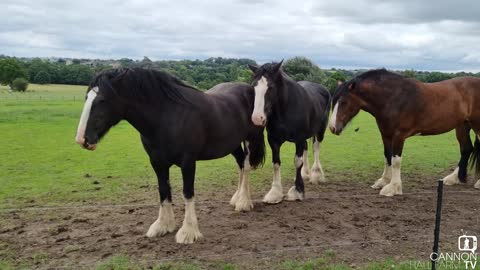 Update on Shire Horses -