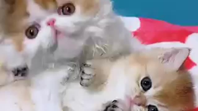 Best cat funny videos,