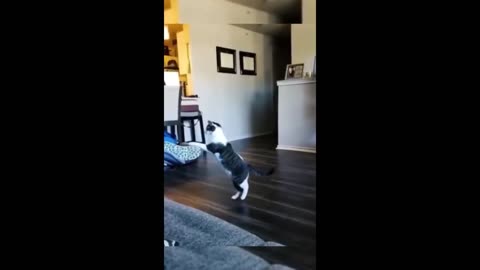 funny animal videos