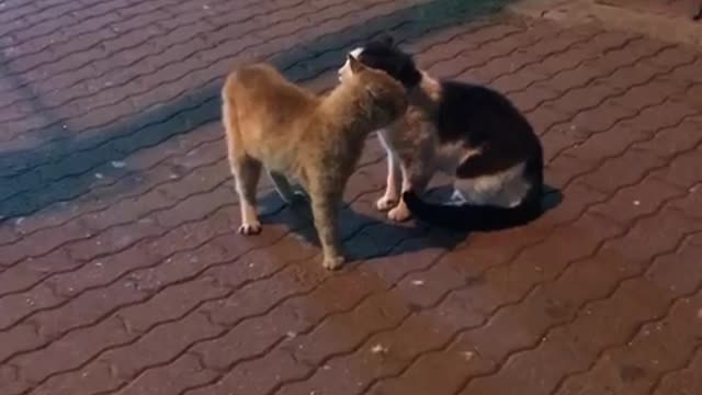 Cat fights